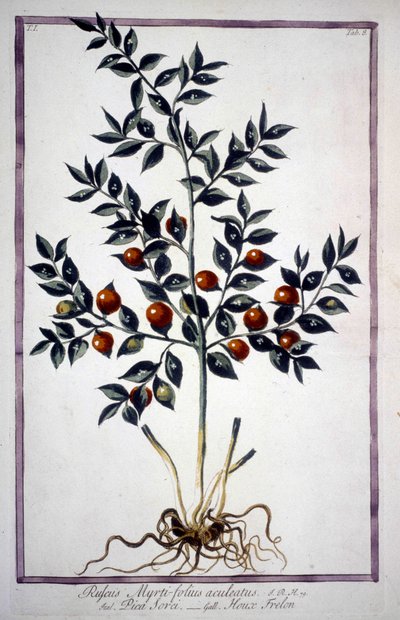 Fragon Faux Houx ou Petit Houx (Ruscus) dans un herbier du 19ème siècle. - Unknown artist
