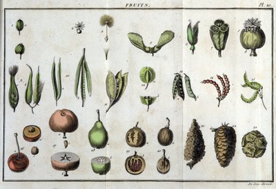 Les fruits : dans « Flora Françoise, ou une brève description de toutes les plantes qui poussent naturellement en France, arrangées selon une nouvelle méthode d