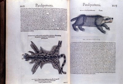 Animaux à fourrure - dans Historia Animalium par Conrad Gesner (1516 - 1565), Tiguri - Unknown artist