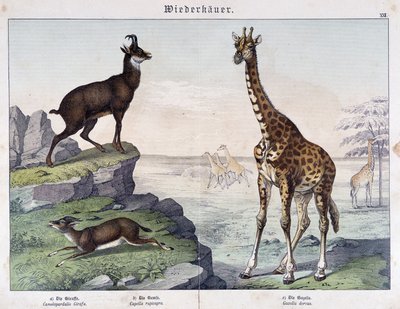 Girafe, chamois et gazelle - dans « Histoire naturelle des mammifères », éd. Schreiber - Unknown artist