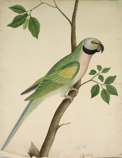 Perroquet vert - Unknown artist