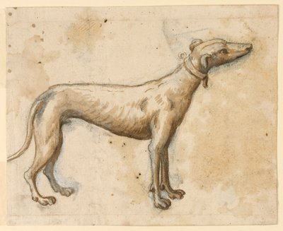 Lévrier - Unknown artist