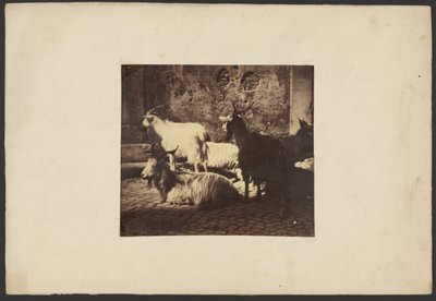 [Groupe de chèvres] - Unknown artist