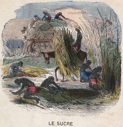 Récolte de la canne à sucre aux Antilles. Illustration du 19ème siècle. Collection Bianchetti. - Unknown artist
