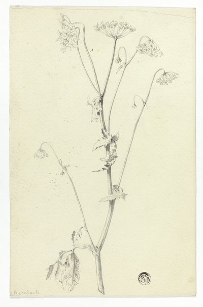 Ciguë - Unknown artist
