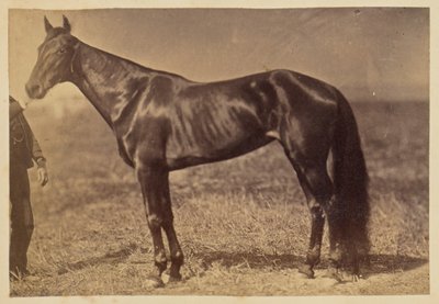 [Cheval dans un champ] - Unknown artist