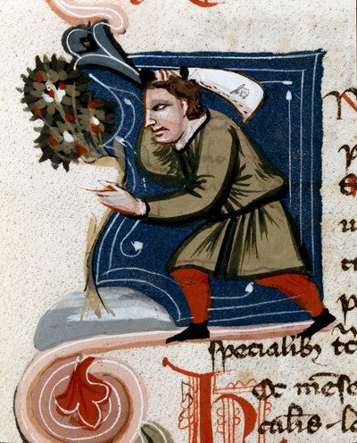 Horticulture : rempotage d