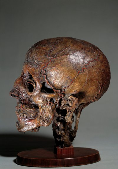 Tête anatomique humaine réalisée par injections de cire. 18ème siècle - Unknown artist