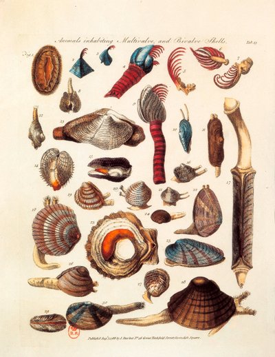 Page illustrée représentant les différentes espèces d