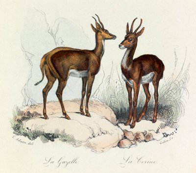 Illustration tirée du livre "Les Œuvres complètes de Buffon" : Les Quadrupèdes : La gazelle et la corine (gravure) - Unknown artist