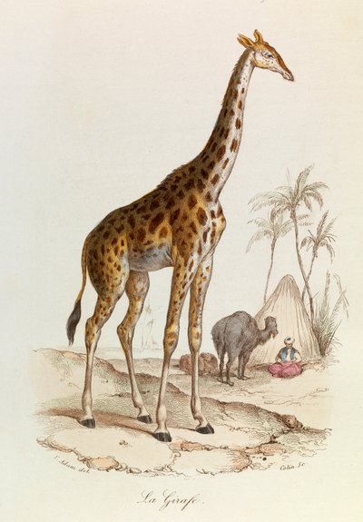 Illustration tirée du livre "Les Œuvres complètes de Buffon" : Les Quadrupèdes : La girafe (gravure) - Unknown artist