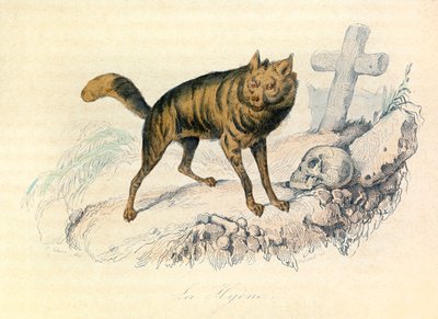 Illustration tirée du livre "Les Œuvres complètes de Buffon" : Les Quadrupèdes : La hyène (gravure) - Unknown artist