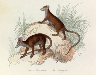 Illustration tirée du livre "Les Œuvres complètes de Buffon" : Les Quadrupèdes : La marmotte et la sarigue (gravure) - Unknown artist