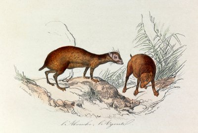 Illustration tirée du livre "Les Œuvres complètes de Buffon" : Les Quadrupèdes : L