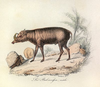 Illustration tirée du livre "Les Œuvres complètes de Buffon" : Les Quadrupèdes : Le babiroussa mâle (gravure) - Unknown artist