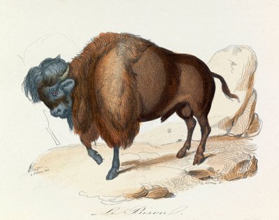Illustration tirée du livre "Les Œuvres complètes de Buffon" : Les Quadrupèdes : Le bison (gravure) - Unknown artist