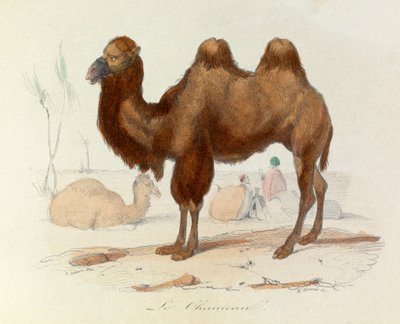 Illustration tirée du livre "Les Œuvres complètes de Buffon" : Les Quadrupèdes : Le cameau (gravure) - Unknown artist