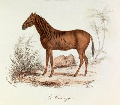 Illustration tirée du livre "Les Œuvres complètes de Buffon" : Les Quadrupèdes : Le couagga (gravure) - Unknown artist
