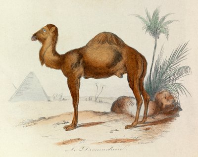 Illustration tirée du livre "Les Œuvres complètes de Buffon" : Les Quadrupèdes : Le dromadaire (gravure) - Unknown artist