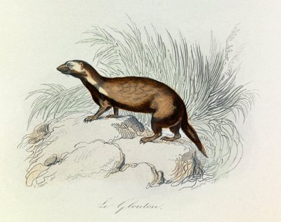 Illustration tirée du livre "Les Œuvres complètes de Buffon" : Les Quadrupèdes : Le glouton (gravure) - Unknown artist