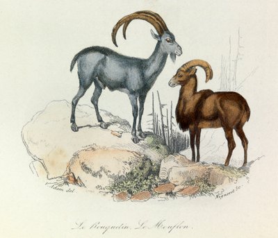Illustration tirée du livre "Les Œuvres complètes de Buffon" : Les Quadrupèdes : Le bouquetin et le mouflon (gravure) - Unknown artist