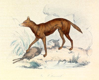 Illustration tirée du livre "Les Œuvres complètes de Buffon" : Les Quadrupèdes : Le chacal (gravure) - Unknown artist