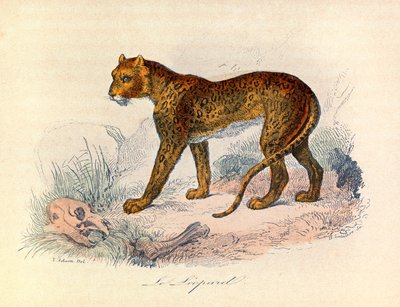 Illustration tirée du livre "Les Œuvres complètes de Buffon" : Les Quadrupèdes : Le léopard (gravure) - Unknown artist