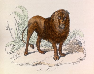Illustration tirée du livre "Les Œuvres complètes de Buffon" : Les Quadrupèdes : Le lion (gravure) - Unknown artist