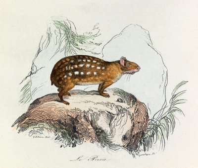 Illustration tirée du livre "Les Œuvres complètes de Buffon" : Les Quadrupèdes : Le paca (gravure) - Unknown artist