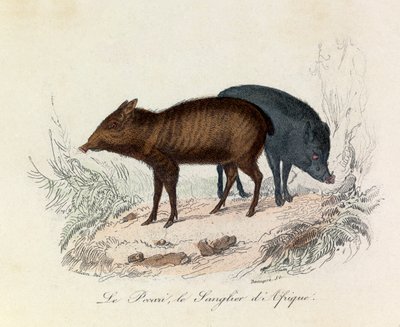 Illustration tirée du livre "Les Œuvres complètes de Buffon" : Les Quadrupèdes : Le pecari et le sanglier d
