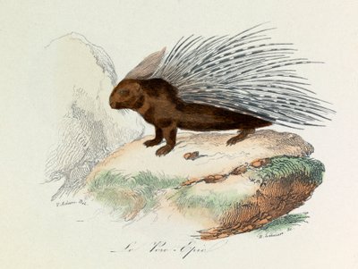 Illustration tirée du livre "Les Œuvres complètes de Buffon" : Les Quadrupèdes : Le porc épique (gravure) - Unknown artist