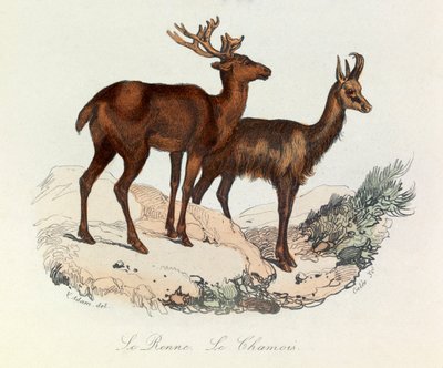 Illustration tirée du livre "Les Œuvres complètes de Buffon" : Les Quadrupèdes : Le reinne et la chamois (gravure) - Unknown artist