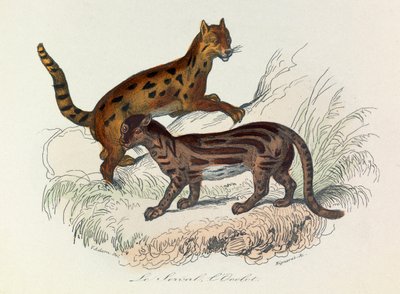 Illustration tirée du livre "Les Œuvres complètes de Buffon" : Les Quadrupèdes : Le serval et l