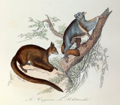 Illustration tirée du livre "Les Œuvres complètes de Buffon" : Les Quadrupèdes : Le taguan et le polatouche (gravure) - Unknown artist