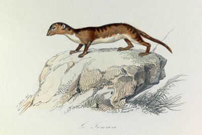 Illustration tirée du livre "Les Œuvres complètes de Buffon" : Les Quadrupèdes : Le touan (gravure) - Unknown artist