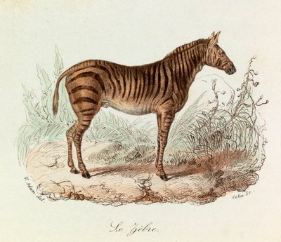 Illustration tirée du livre "Les Œuvres complètes de Buffon" : Les Quadrupèdes : Le zebre (gravure) - Unknown artist