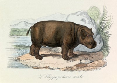 Illustration tirée du livre "Les Œuvres complètes de Buffon" : Les Quadrupèdes : L