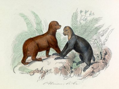 Illustration tirée du livre "Les Œuvres complètes de Buffon" : Les Quadrupèdes : L