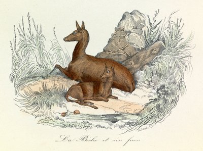 Illustration tirée du livre "Les Œuvres complètes de Buffon" : Les animaux : La biche et son fauve (gravure) - Unknown artist