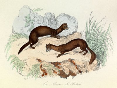 Illustration tirée du livre "Les Œuvres complètes de Buffon" : Les animaux : La marte et le fertois (gravure) - Unknown artist
