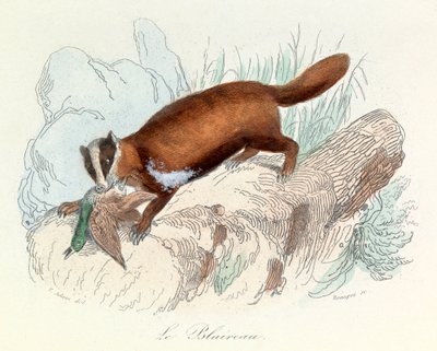 Illustration tirée du livre "Les Œuvres complètes de Buffon" : Les animaux : Le blaireau (gravure) - Unknown artist