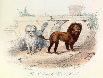 Illustration tirée du livre "Les Œuvres complètes de Buffon" : Les animaux : Le bichon et le chien lion (gravure) - Unknown artist