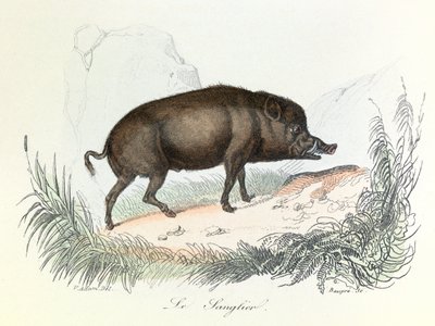 Illustration tirée du livre "Les Œuvres complètes de Buffon" : Les animaux : Le sanglier (gravure) - Unknown artist