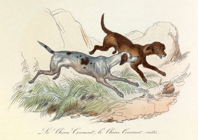 Illustration tirée du livre "Les Œuvres complètes de Buffon" : Les animaux : Le chien courant et le chien courant metis (gravure) - Unknown artist