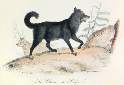 Illustration tirée du livre "Les Œuvres complètes de Buffon" : Les animaux : Le chien de Siberie (gravure) - Unknown artist