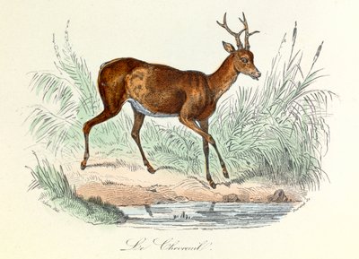 Illustration tirée du livre "Les Œuvres complètes de Buffon" : Les animaux : Le cerf (gravure) - Unknown artist