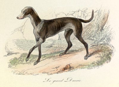 Illustration tirée du livre "Les Œuvres complètes de Buffon" : Les animaux : Le grand danois (gravure) - Unknown artist