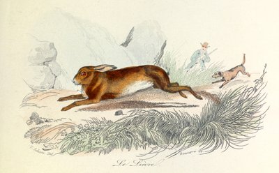 Illustration tirée du livre "Les Œuvres complètes de Buffon" : Les animaux : Le lièvre (gravure) - Unknown artist