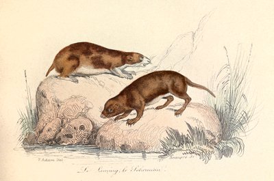 Illustration tirée du livre "Les Œuvres complètes de Buffon" : Les animaux : Le leming et le scherman (gravure) - Unknown artist