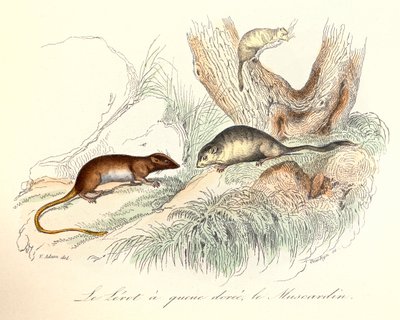 Illustration tirée du livre "Les Œuvres complètes de Buffon" : Les animaux : Le lerot a queue doree et le muscardin (gravure) - Unknown artist